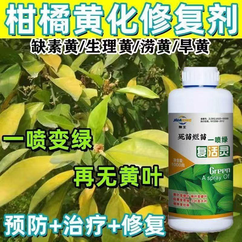 柑橘黄化救星：金装黄化病药粉的秘密武器