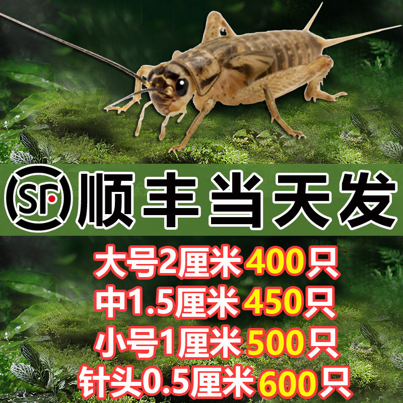 🌟苏州许小忠蟋蟀盆：古典韵味与现代设计完美融合的蟋蟀罐！🔍-蟋蟀