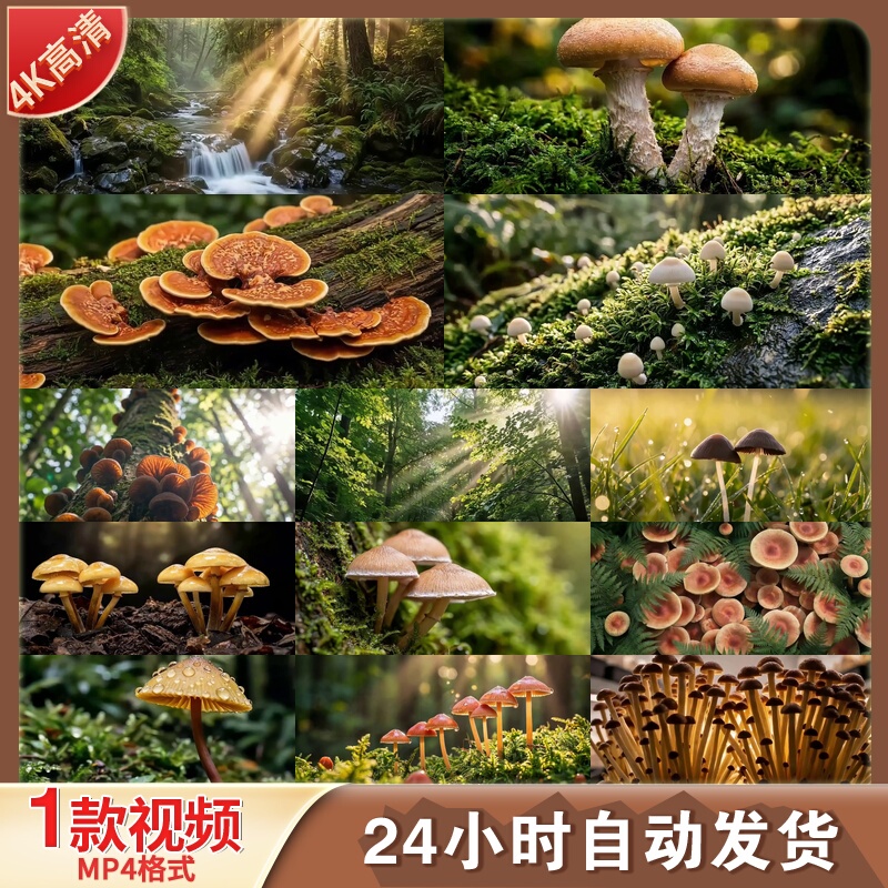 High-Definition Time-Lapse Photography of Bamboo Fungus Growth in a Natural Forest, Sunlight and Shadow Ecological Video Footage