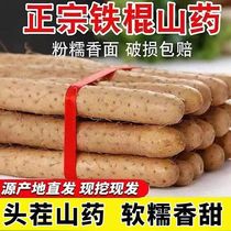 Comté de Wen origine de ligname Henan Tieguan est directement découverte et fouillée Authentique spécialité de médecine Huaihe sol frais Huaiyam 5 livres.