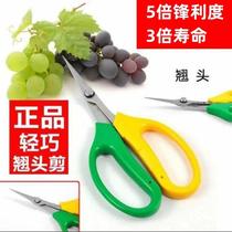 Grape grain scissors grape picking scissors stainless steel fruit pruning scissors special curved tip gardening scissors