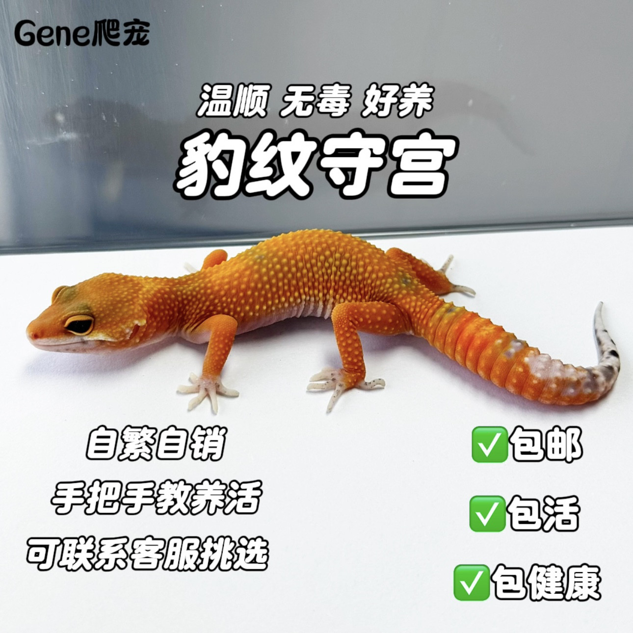 豹纹守宫:🔥新手也能轻松养的网红懒人宠物!🌟-守宫蜥蜴-淘宝好物网