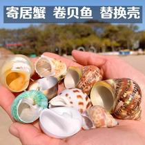 Hermit crab shell replacement shell Sanhu cichlid fish roll shellfish special conch shell shell fish tank decoration landscaping