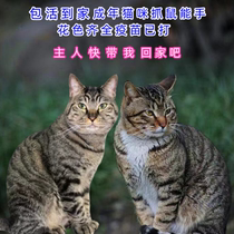 Chinese pastoral cat civet cat Internet celebrity orange cat live domesticated rural native cat rat-catching cat domestic cat calico cat black cat