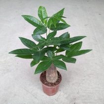 Money tree potted plants indoor living room green plants small bonsai four seasons evergreen office fortune small potted flowers
