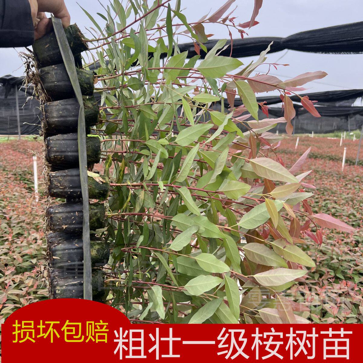 正宗广29号桉树苗木,速生桉苗四川巨桉广西造林,你真的了解吗?-行道树-淘宝百科网