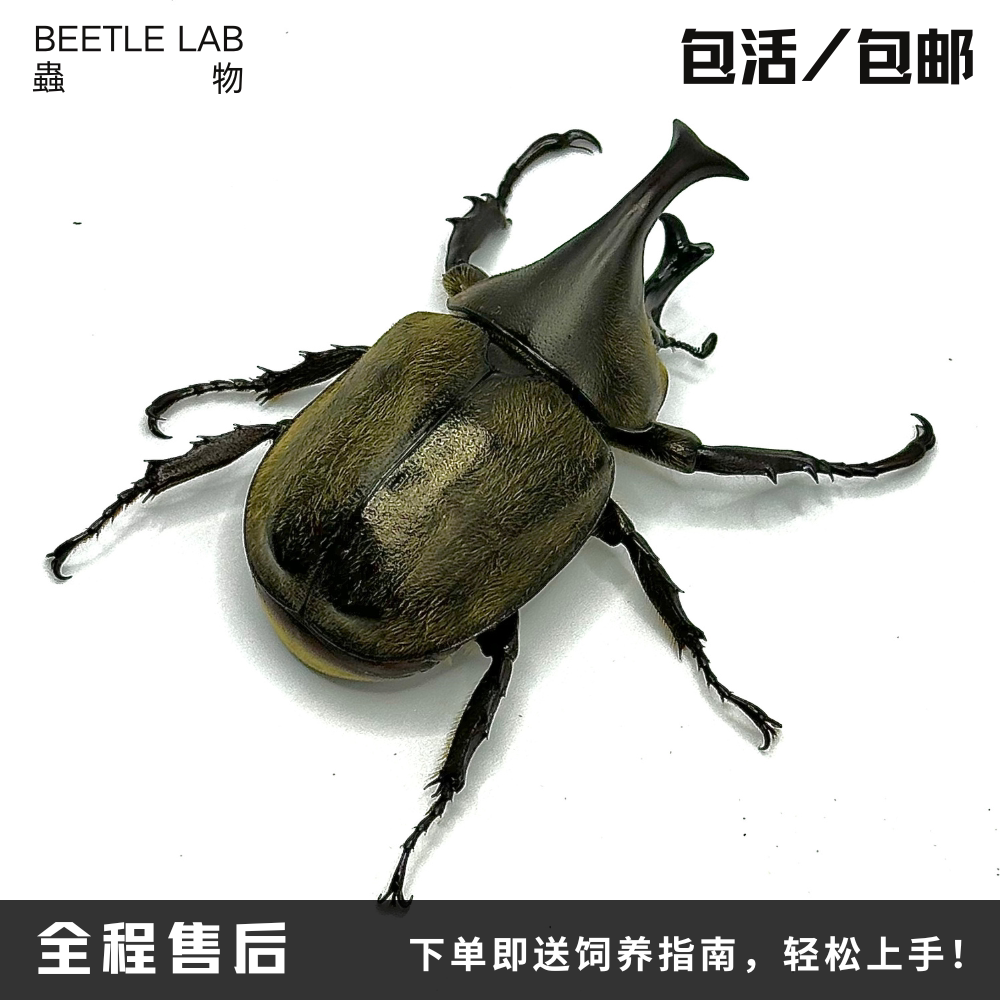鬃毛姬兜：宠物界的硬核小霸王，你值得拥有的活体昆虫收藏！-特色爬宠-淘宝好物网