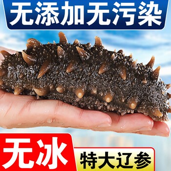 Fresh ready-to-eat sea cucumber wild changdao dalian