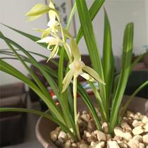 Special planting material for Orchid Branch-glass light stone raising flowers planted with multi-meat-planted nursery-culture Pmanure permeable and permeable