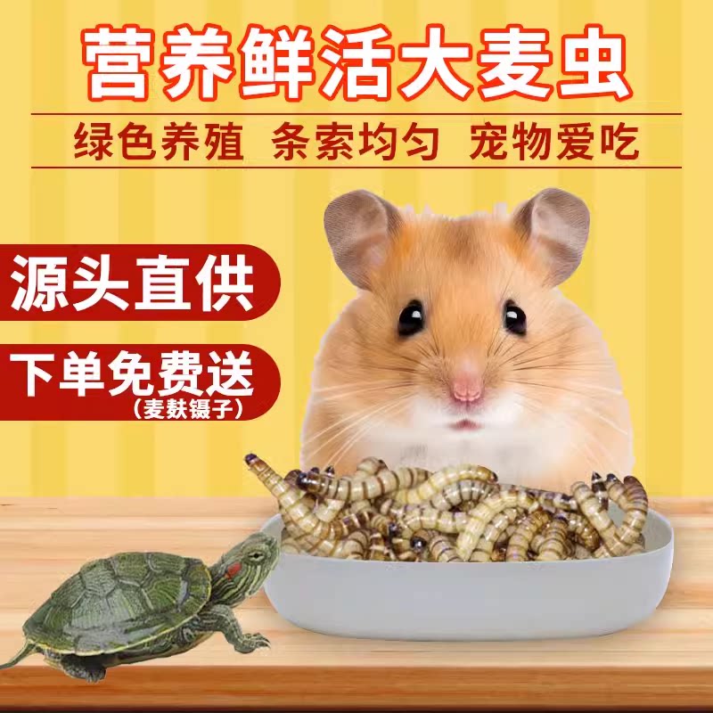 卖虫的妹子