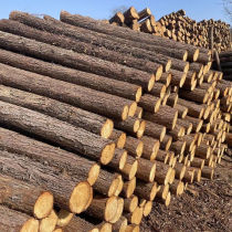 Fir log piles river bank protection flood control projects fir piles pile driving log piles landscaping fir piles
