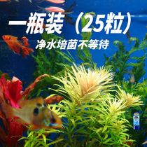 (One capsule of water purification) Fish tank water purification capsule removes fishy odor purifies water quality and decomposes fish feces nitrifying bacteria capsule