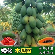 Daqing red-fleshed fruit papaya seedlings rock sugar dwarf papaya seedlings dwarf red-heart papaya seedlings evergreen for planting in the south in all seasons