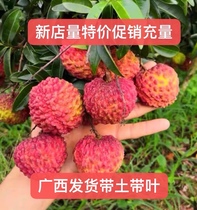 Lychee tree grafted concubine laughs seedless lychee glutinous rice glutinous rice cinnamon flavor lychee fruit seedlings that bear fruit in the same year and are planted in pots