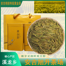 Anji Golden Bud 2024 New Tea First-Class High Amino Acid Spring Tea Alpine Green Tea Bulk Canned Gift Boxed Tea