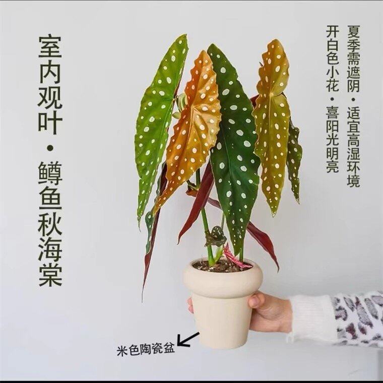 undefined-淘宝网
