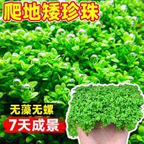 Climbing dwarf pearl aquatic plant Japanese lying on the ground underwater leaf fish tank landscaping soilless hydroponics real grass ancient method of fish farming