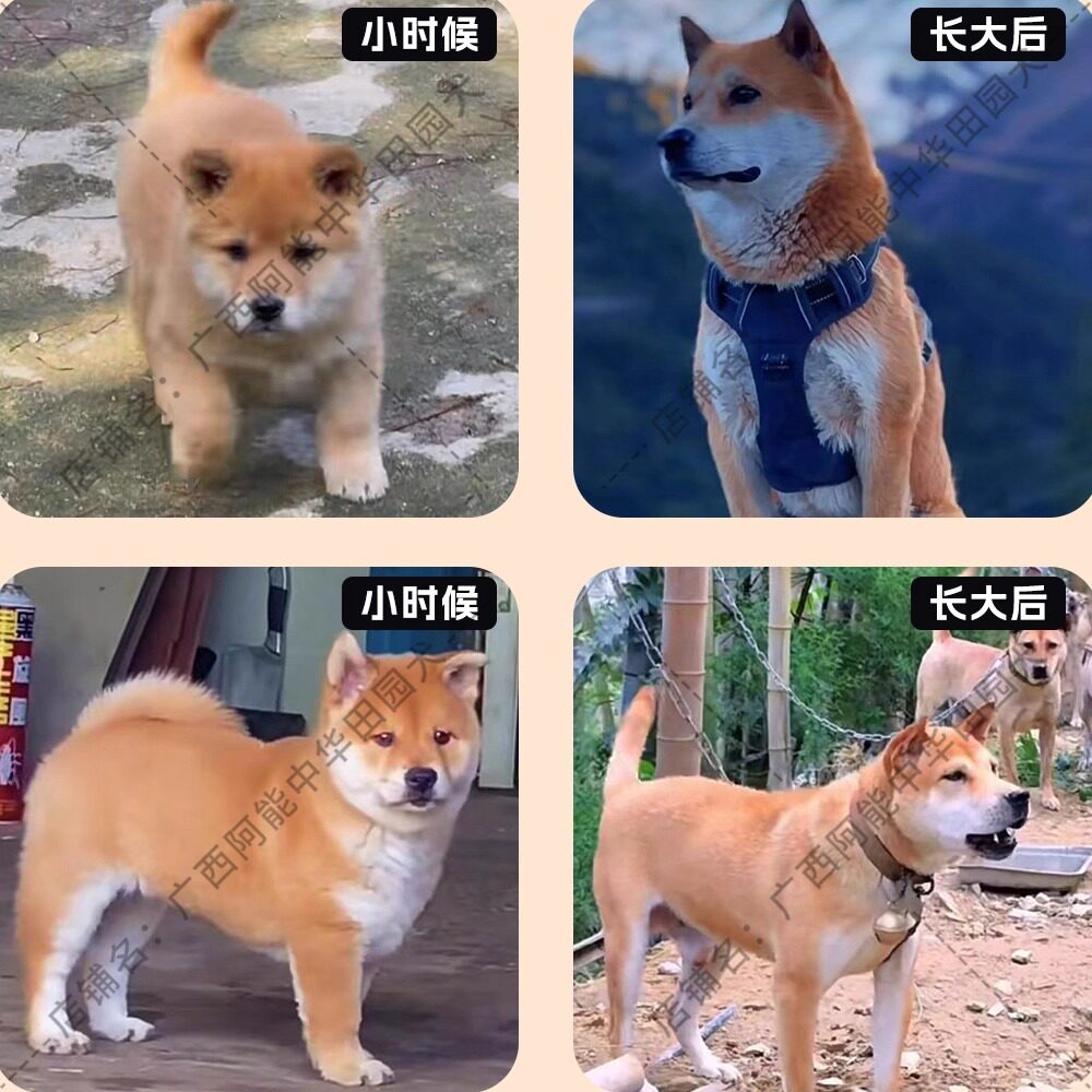 大黄土松狗:中华田园犬中的“土猎犬”王者,你家的下一个守护神?-狗狗-淘宝好物网