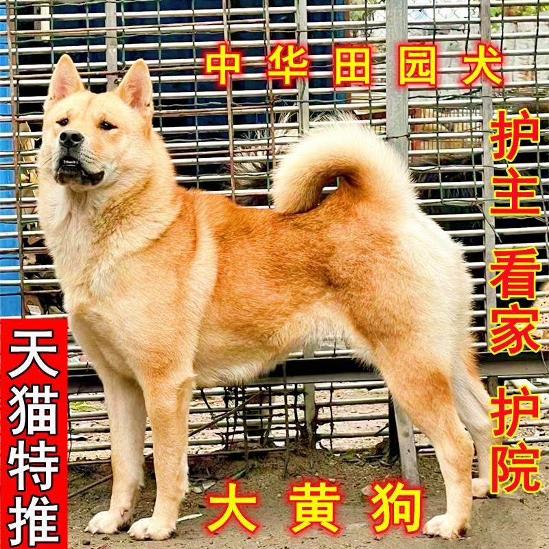 广西土猎犬中华田园犬大黄狗，农村看门好帮手？深度揭秘-狗狗-淘宝好物网