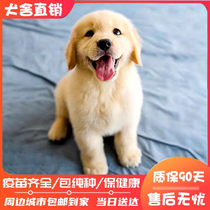 Breeds purs Gros Skeletons Double Pedigg Golden Fur Puppies Grand Race Pet Dog Puppies Animal Pet Dog Training