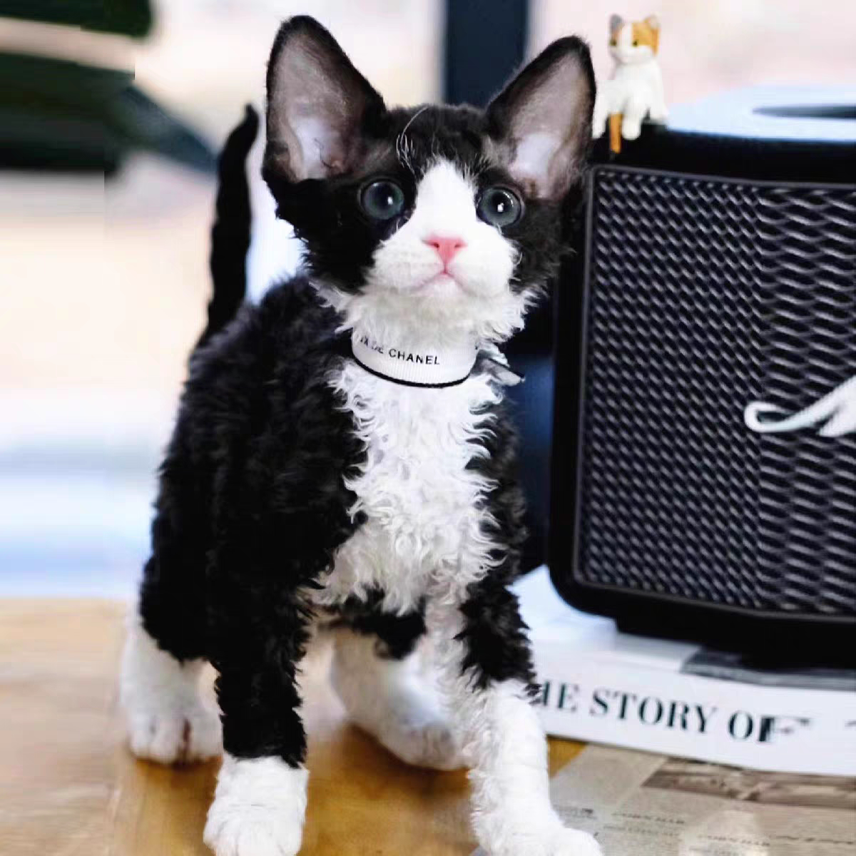 德文卷毛猫活体纯种幼猫:黑白开脸虎斑帝王猫,不掉毛卷毛猫血统猫舍!-龙猫-淘宝好物网