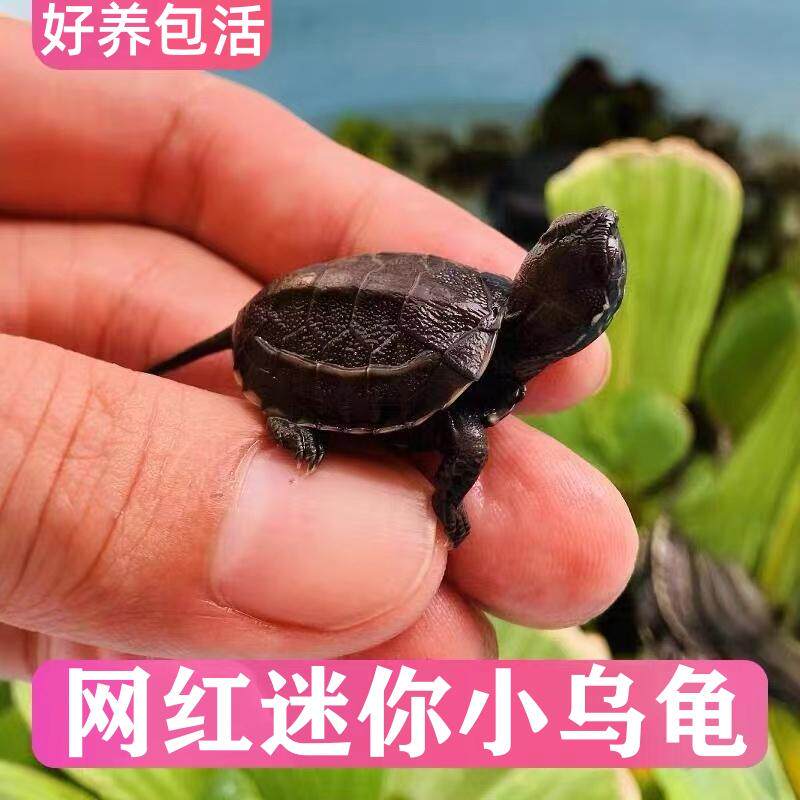 🎉 迷你宠物龟:认主能力强的小乌龟,开启宠物生活新篇章 🐢-观赏龟-淘宝好物网