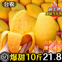 Guangxi Xiaotainong mango 10 pounds fresh Xiaotainong seasonal specialty fruit freshly picked Baise mango whole box