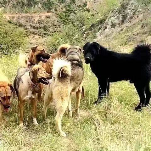 太行犬：山西田园土狗中的猎犬之王？🐾全面解析与推荐-狗狗-淘宝好物网