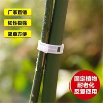 Plant melon and fruit plant clips plastic vine clips branch clips hanging vine clips supporting vine clips tomato clips vine fixing clips