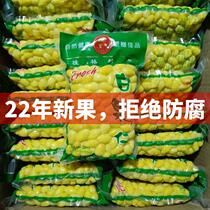2024 Fresh gingko fruit white fruit kernel Go to shell bagel vacuum packaging Guangxi Guilin Special grade white fruits peeled