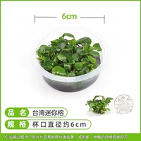 【Нет улитки, нет водорослей -тайваньских мини -баньян