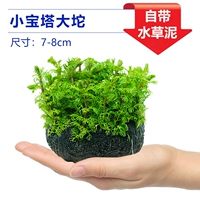 【Принесение базы питания ❤】 xiaobaota datuocao