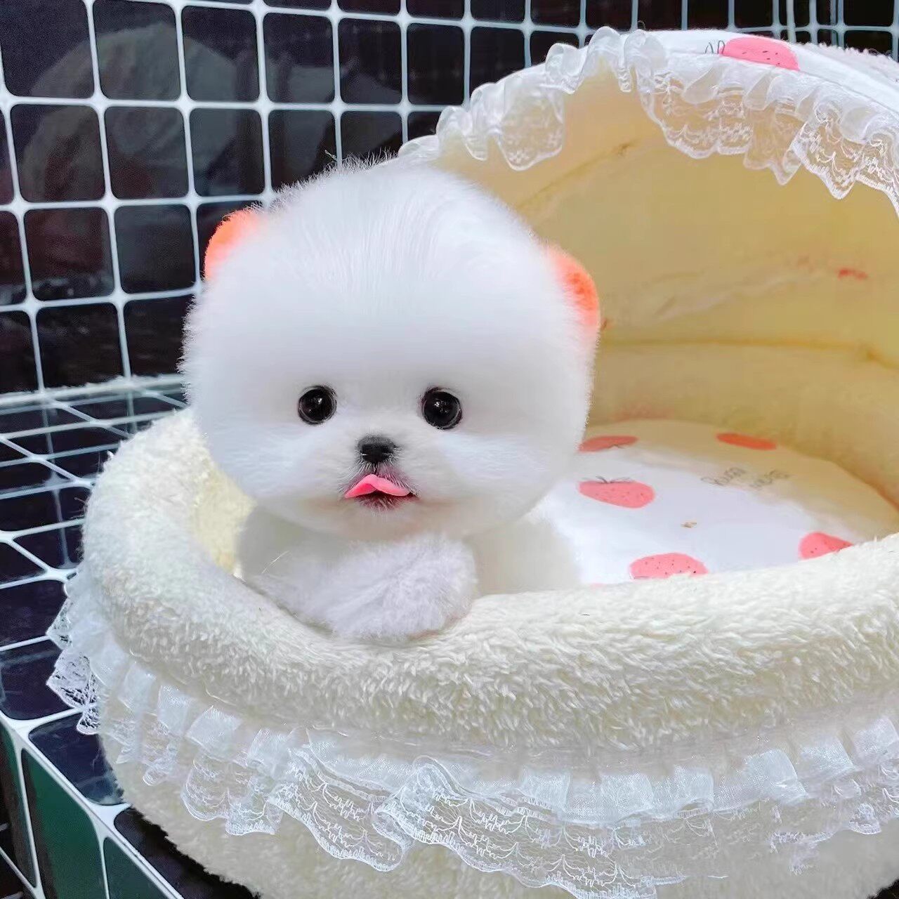 想养宠物小狗？了解2026年最热门小狗品种和趋势！-宠物-淘宝百科网