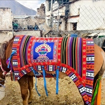 Featured Tibetan style horse belly ethnic bellyband felt embroidered horse clothes hangings saddles and harness new Tibetan wall coverings