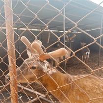 The special link for price change of sika deer head antler is subject to the actual product.