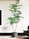 Artificial Green Plant Jacaranda Living Room Decoration, Indoor High-End Light Luxury Faux Plant Potted Decoration Next to the Tv Cabinet