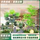 Artificial Green Plant Landscaping Combination for Indoor Landscape Arrangement, Mall, Restaurant, Coffee Shop, Hot Pot Restaurant Partition Decoration, Fake Trees