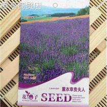 Popular 20pcs flower seeds lavender seeds Home OFFICE Plant