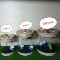 The transparent glass calling jar for singing insects is suitable for grasshoppers oil gourds telegraph crickets crickets bamboo crickets and walnut-based calling jars.