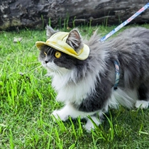 Summer Pet Hat Dog Summer Leaky Ears Cotton Tie-Dye Dog Cat Hat Anti-Shedding Sun Hat 2024