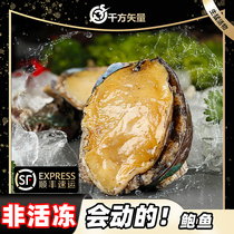 (Live abalone next day delivery) 4 extra large Dalian abalone nine-hole snails fresh vigorous live seafood high quality