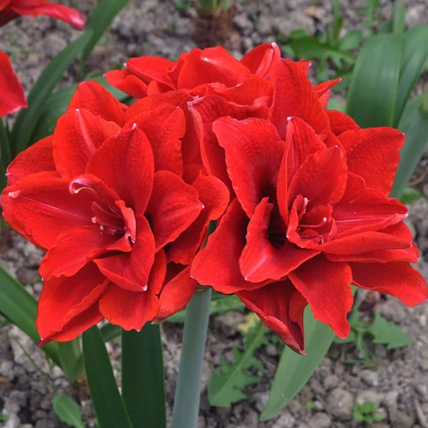 Cherry Nif Zhipinghong