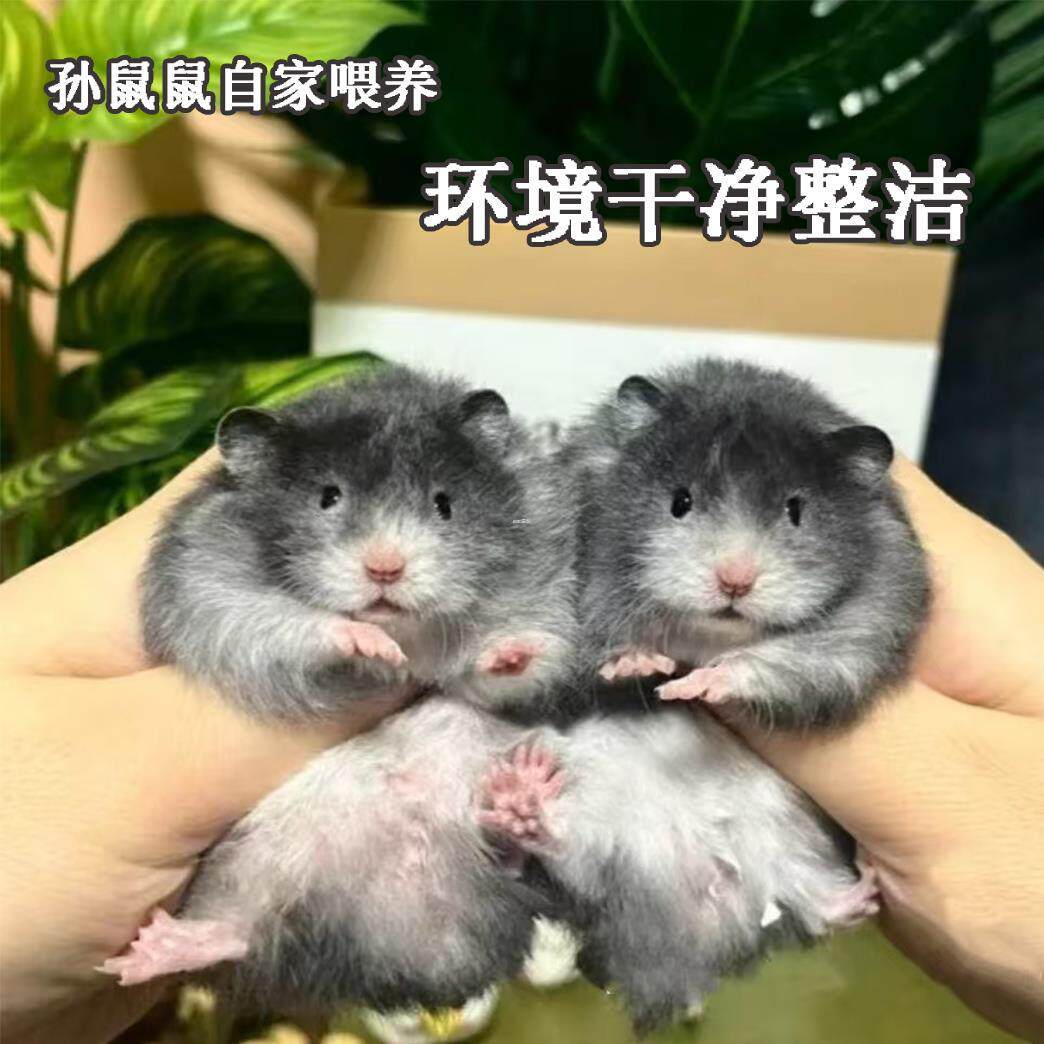 金丝熊仓鼠一公一母包活！萌宠新宠，治愈力MAX，快来领养你的小小守护者吧！-仓鼠-淘宝好物网