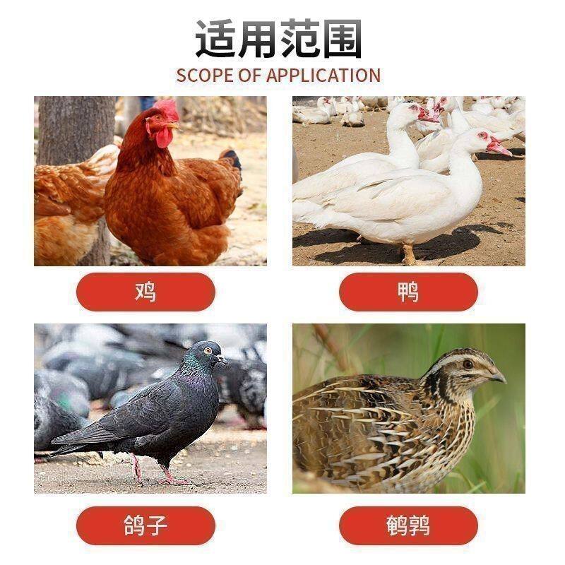 如何选择合适的自动喂食器家禽？