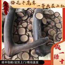 Sika deer dried antler and pruned branches soaked in wine and blood tablets soaked in wine