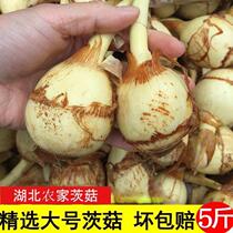 Hubei farm-grown mushrooms fresh white arrowroot large fresh vegetables white water chestnuts freshly dug powder glutinous mushrooms