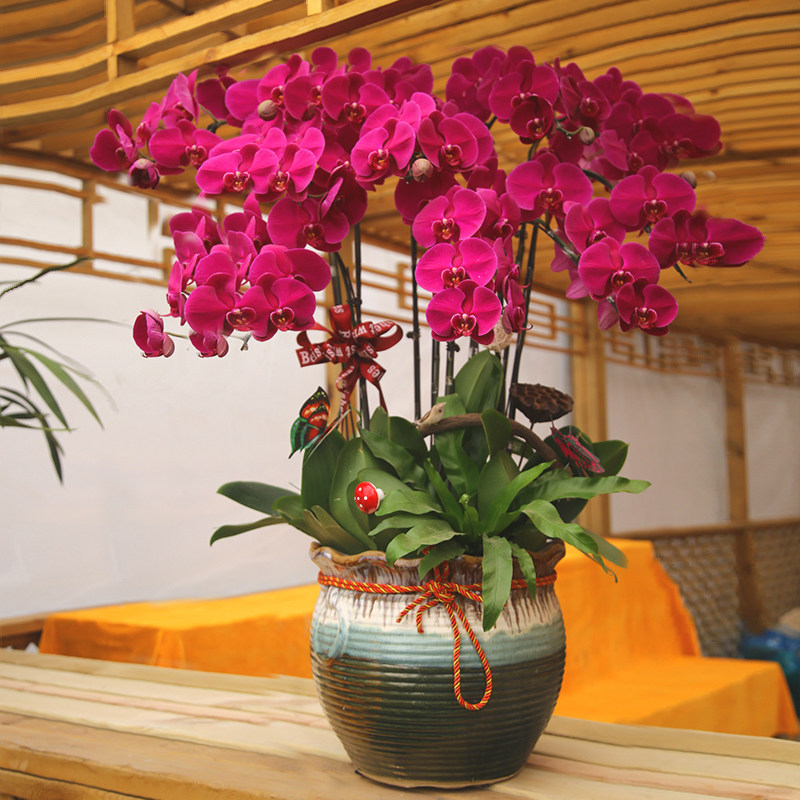 Green Butterfly Orchid with Flower Potty Flower Air Purification Gift Office Opening Gift