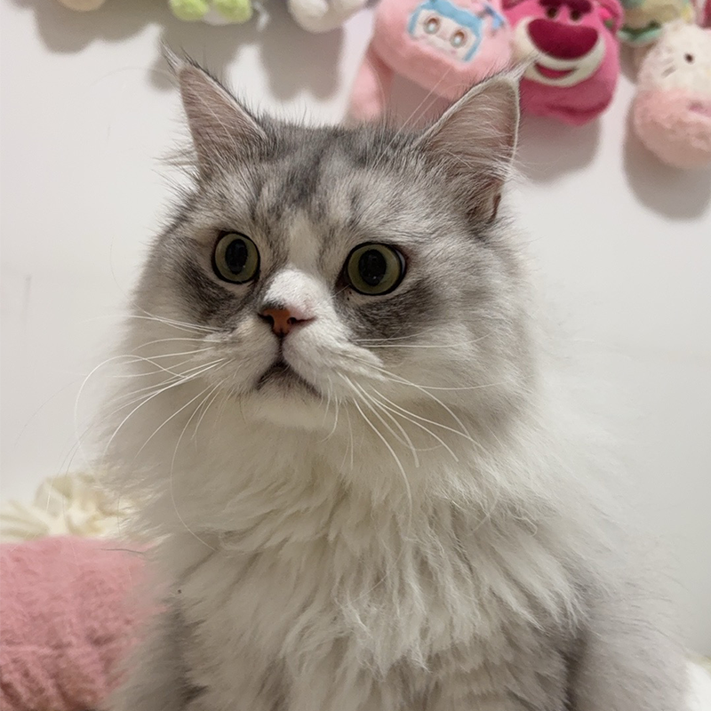 小团子商店