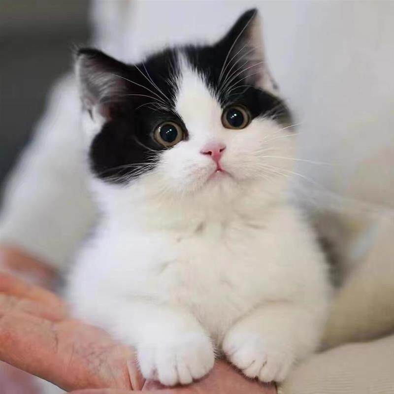 超萌中华田园猫狸花猫幼崽橘猫幼猫黑白奶牛猫活体白猫黑猫三花猫虎斑