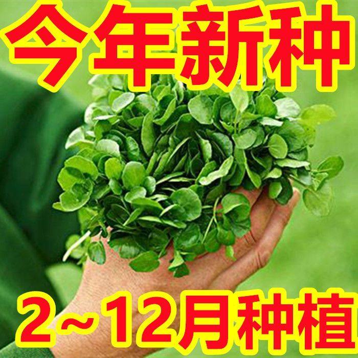 西洋菜种籽:解锁家庭种植的乐趣与健康美味--淘宝好物网